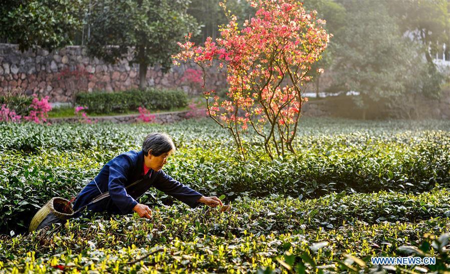 Growers harvest spring tea among azalea blossoms(1/6)